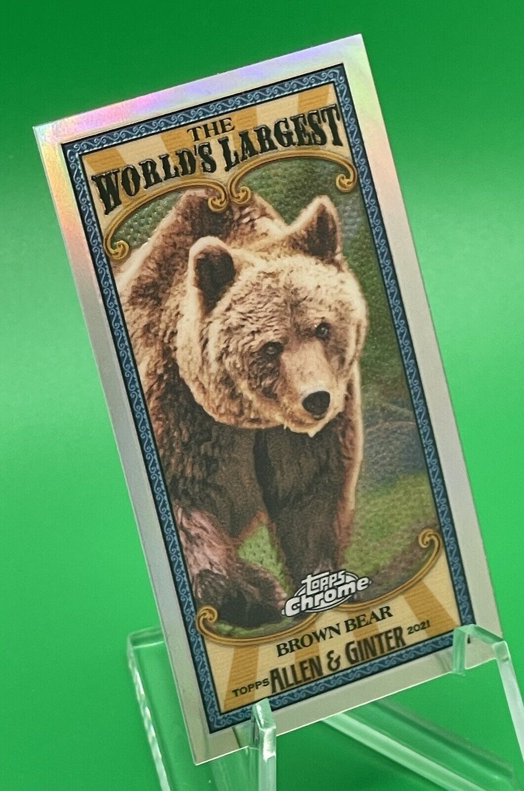 2021 Topps Allen & Ginter Chrome The World’s Largest BROWN BEAR Mini Refractor